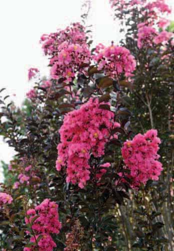 Moonlight Magic Crapemyrtle Lagerstroemia PIILAG-IV PP25,478 with habit is upright and vase-shape making it a beautiful small tree. Good resistance to leaf spot.