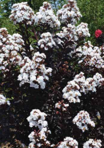 of deep plum-colored large shrub/small tree really stands out in the landscape when it blooms. Flower production, and its disease resistance is excellent. Even when on its own.