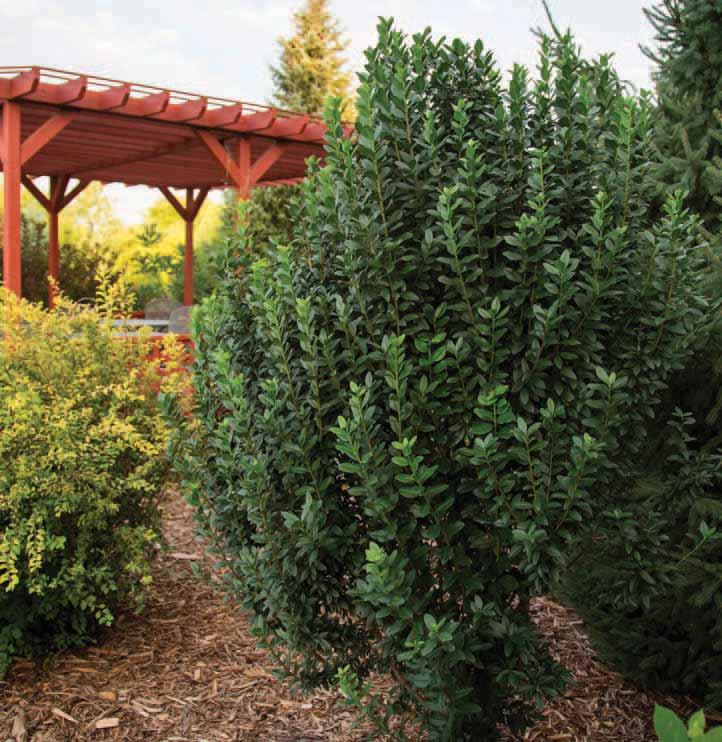Straight Talk Privet ZONE 4-8 H x W 12 x 2 EXP Full Sun to Part Shade SHAPE Columnar OTHER ATTRIBUTES Ligustrum vulgare Swift A natural substitute for Sky Pencil holly in colder climates, Straight