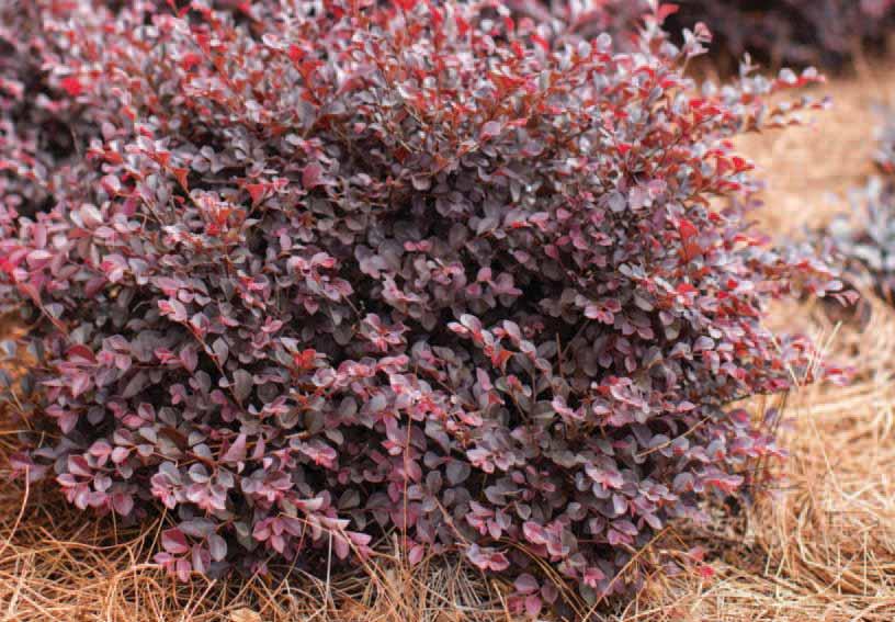 LOROPETALUM COLLECTION A staple in the south, our red leaf varieties offer a distinct advantage to other selections in the market. Bred by Plant Introductions, Inc.