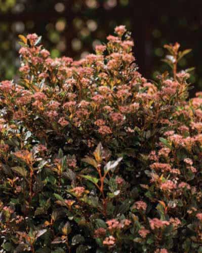 Clusters of small purplish- burgundy foliage. Little Devil is a good substitute for barberry in areas of the country where barberry may be invasive.