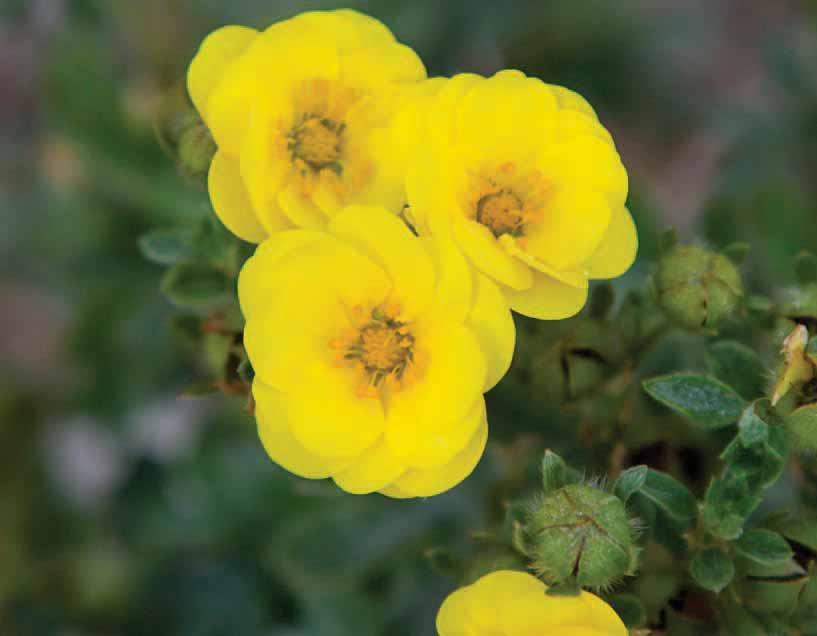 POTENTILLA COLLECTION These selections were bred on the cold Canadian plains at the Morden Research Station resulting