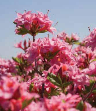 Electric Lights Double Pink Azalea Rhododendron UMNAZ 493 PP26,600 From the deciduous