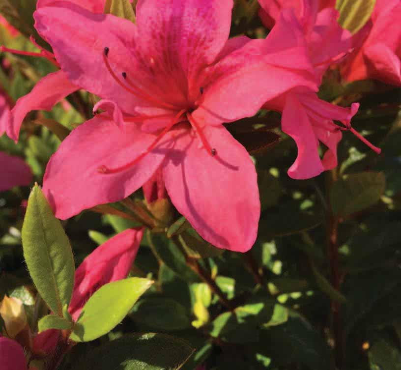 EVERMORE AZALEAS With excellent heat tolerance, these evergreen reblooming azaleas are the