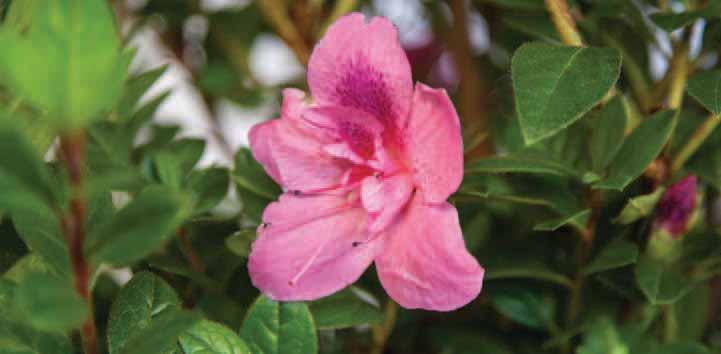 EVErMORE LIGHT Pink Azalea Rhododendron MBXOHI-32 mound with dark green foliage that needs little care to maintain its shape.