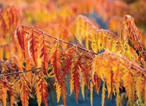 The branches orange and intense scarlet in autumn are unparalleled. This showy plant is a great focal point in commercial landscapes.