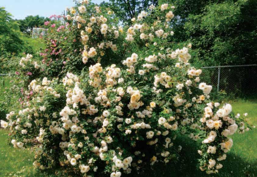 Above and Beyond ROSE Rosa ZLEEltonStrack PP24,463 This is a truly unique climbing rose for cold climates.
