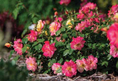 CAMPFIRE ROSE ZONE 3-7 H x W 3 x 3 EXP Full Sun SHAPE Upright, Mounded OTHER ATTRIBUTES - Fragrant Rosa CA 29 PP24,435 exceptional hardiness combined with