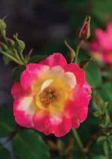 Named in honor of Tom Thomson, one of the foremost artists in Polar Joy Tree Rose Rosa BAIore PP16,909 dependable tree rose, surviving well even in frigid Zone 4