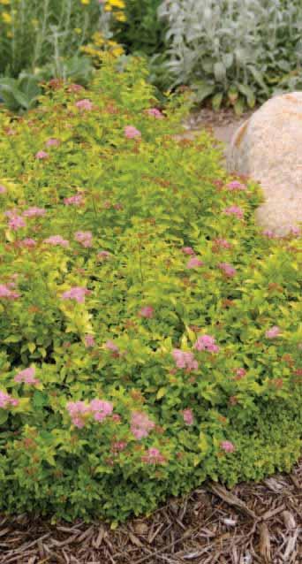 Sundrop SPIREA Spiraea Bailcarol A natural hybrid of Goldmound and Daphne, Sundrop was discovered by Terry Schwartz of Bailey Nurseries, Inc. against petite, golden foliage.