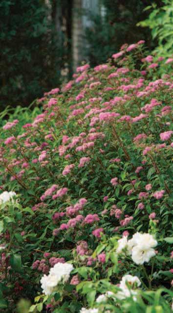 BEST SELLER Superstar SPIREA Spiraea x bumalda Denistar PP22,432 more compact form. Foliage is deep green, showing off the stunning, scarlet red new growth to its best advantage.