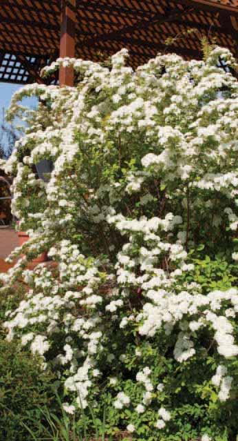 ZONE 3-8 H x W 2-3 x 3-4 EXP Full Sun SHAPE Mounded OTHER ATTRIBUTES Deer resistant Firegold SPIREA Spiraea x vanhouttei Levgold PP19,308 Firegold stands out because of its brilliant lemon-lime