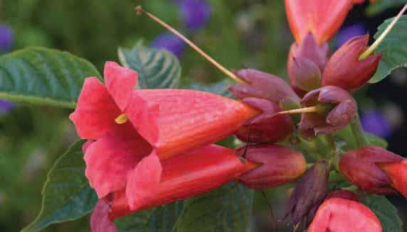 Atomic Red Trumpet Vine Campsis radicans Stromboli sunny fence or wall. Selected by Minier Nursery, in France.