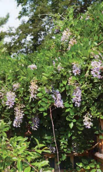 Selected by Steve ZONE 3-8 H x W 10-20 x Varies EXP Full Sun OTHER ATTRIBUTES ollinator Summer Cascade Wisteria Wisteria macrostachya Betty Matthews borne on long showy racemes and open as a lovely