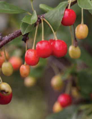 ATTRIBUTES Edible Sweet Cherry Pie CHERRY Prunus Eubank a great tree for the home garden or