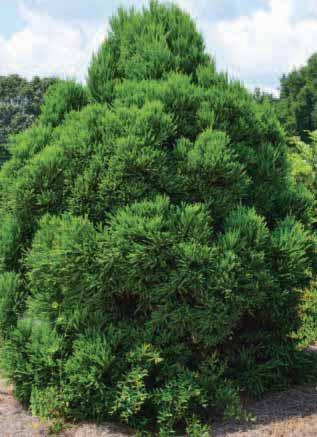 Chapel View Japanese Cedar Cryptomeria japonica PIICJ-I 13-year-old specimen is 7 in height and desirable landscape size.