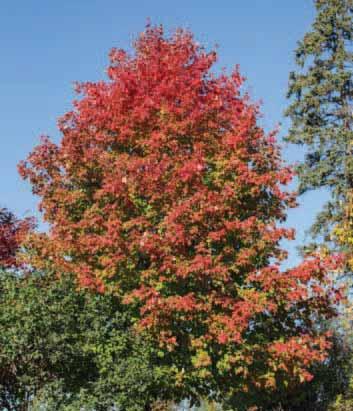 TREES Scarlet Jewell MAPLE Acer rubrum Bailcraig This full, upright maple consistently turns deep crimson red each fall, a full two weeks earlier than other red each spring.
