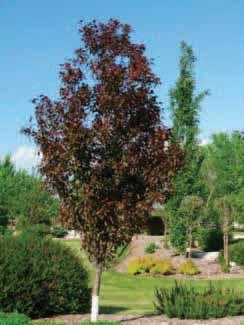 upright oval tree that produce compact clusters of tiny black fruit in summer.