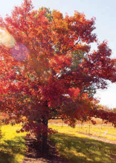 Majestic Skies Northern Pin Oak Quercus ellipsoidalis Bailskies Majestic Skies is a distinct improvement over the species with