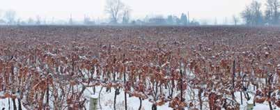 2018 NIAGARA ICEWINE FESTIVAL SUGAR & SPICE AND EVERYTHING ICE Winter is a magical time in Niagara while ice sparkles from the sleeping vines, tasting rooms come alive with cellared vintages and bold