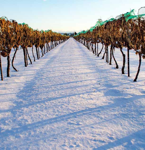 BEHIND THE MAGIC OF ICEWINE 8 Below and the magic happens WITH THE GRAPE GROWERS OF ONTARIO
