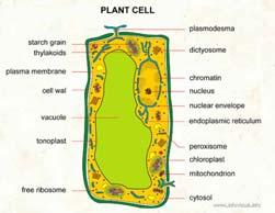 I. Plant Secondary Metabolites D.