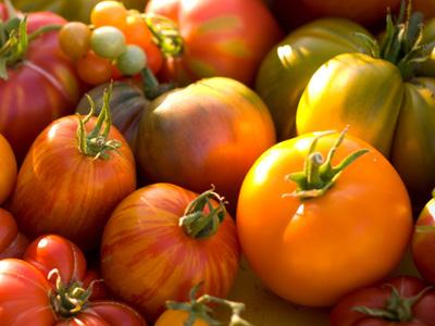 Determine if there is a relationship between tomato size and number of seeds. Repeat to determine if the accuracy of their estimations improves.