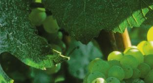 Production can only take place within a limited period, due to the condition of the grapes.