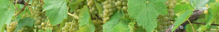 Appendix B: 2007 Northeast Ohio Grape & Wine Study Table 11.