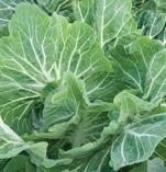 - traditional leaf kale for