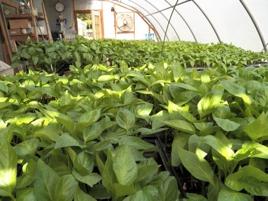 of seedlings in the Barn Greenhouse Red Norland potato