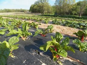 Greenhouse Red Butterhead Lettuce Spinach Lacinato &