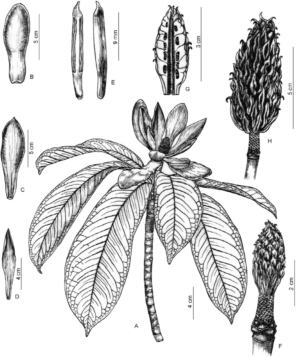 418 Hu et al. Ann. BOT. Fennici Vol. 49 Fig. 1. Magnolia hookeri var. longirostrata (from the holotype). A: Flowering twig. B: Outer tepal. C: Mid tepal. D: Inner tepal. E: Stamens. F: Gynoecium.