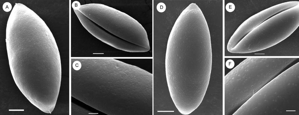 420 Hu et al. Ann. BOT. Fennici Vol. 49 Fig. 3. Scanning electron micrographs of pollen grains. A C: Magnolia hookeri var. longirostrata. A: Proximal polar view. B: Lateral view.