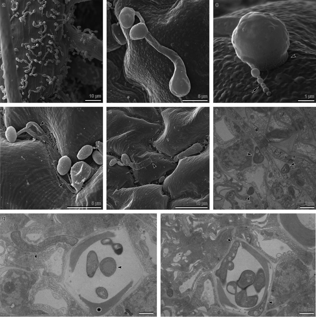 Scha fer et al. 881 Fig. 4. (a h) Infection structures of Microbotryum lychnidis-dioicae on seedlings and proliferation in tissue of Silene latifolia viewed with SEM (Figs. 4a 4d) and TEM (Figs.