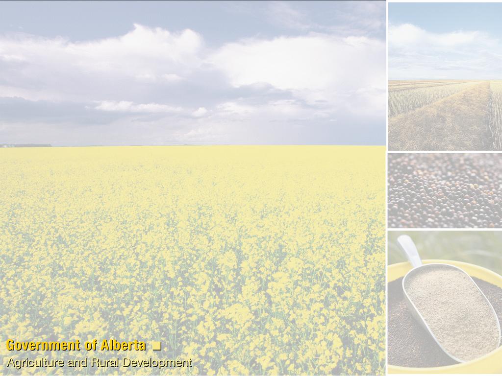 Canola meal inclusion and broiler performance: