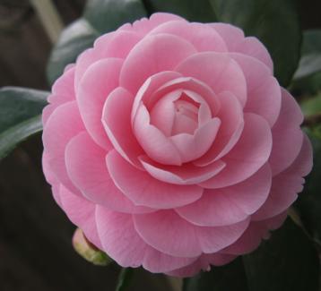 Reservation 7 Meeting Date Saturday, April 28, 2018 11:00am, No Host Cocktails Lunch at Noon Club Pheasant 2525 Jefferson Blvd. Hello Everyone! I can t believe another camellia season has gone by!