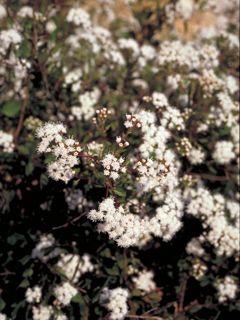 White Mistflower Ageratina havanensis