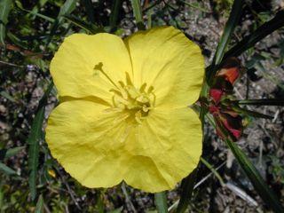 Sundrops Calylophus berlandieri Bloom: Mar-Sep Dry; Sun/Part