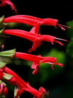 Shade Attracts hummingbirds