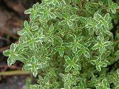 Well-drained soil; drought tolerant Evergreen Signified
