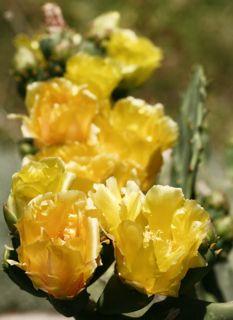 Old Mexico Prickly Pear Opuntia gomei Old