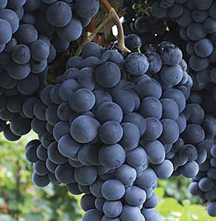 WINTER (INVERNO) Feature Article (cont d) Petite Sirah and the Red Grapes of The Rhone continued from page 1 So instead of its original home, Petite Sirah is now grown predominately in Australia and