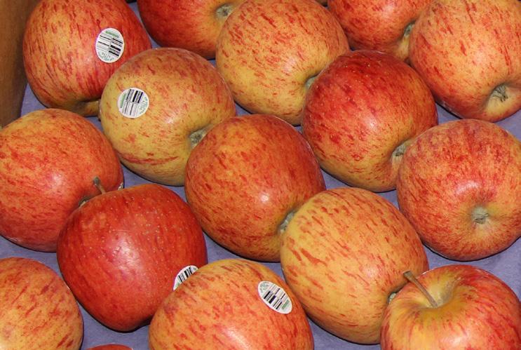 Expect higher and rising prices on imports. New Zealand Organic Jazz and Queen Apples are available in limited supply with high prices.