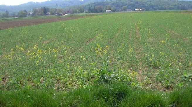 Zbiranje genskih virov navadne ogrščice (Brassica napus L.) iz različnih habitatov v Sloveniji Slika 2: Samosevci v posevku krmnega graha.