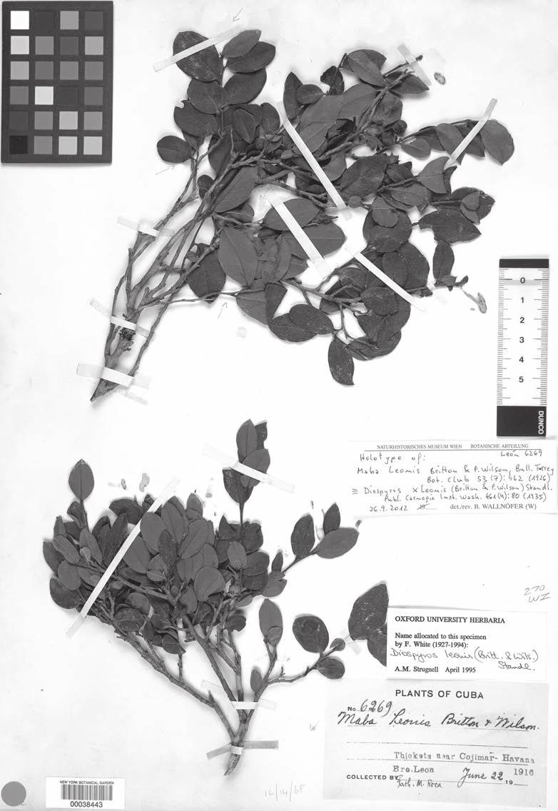 Wallnöfer: A revision of neotropical Diospyros (Ebenaceae): part 6 231