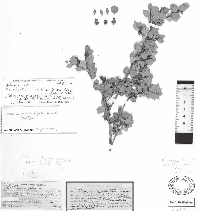 Wallnöfer: A revision of neotropical Diospyros (Ebenaceae): part 6 221 Fig. 1: Holotype of Diospyros grisebachii (Hiern) Standl. [GOET].
