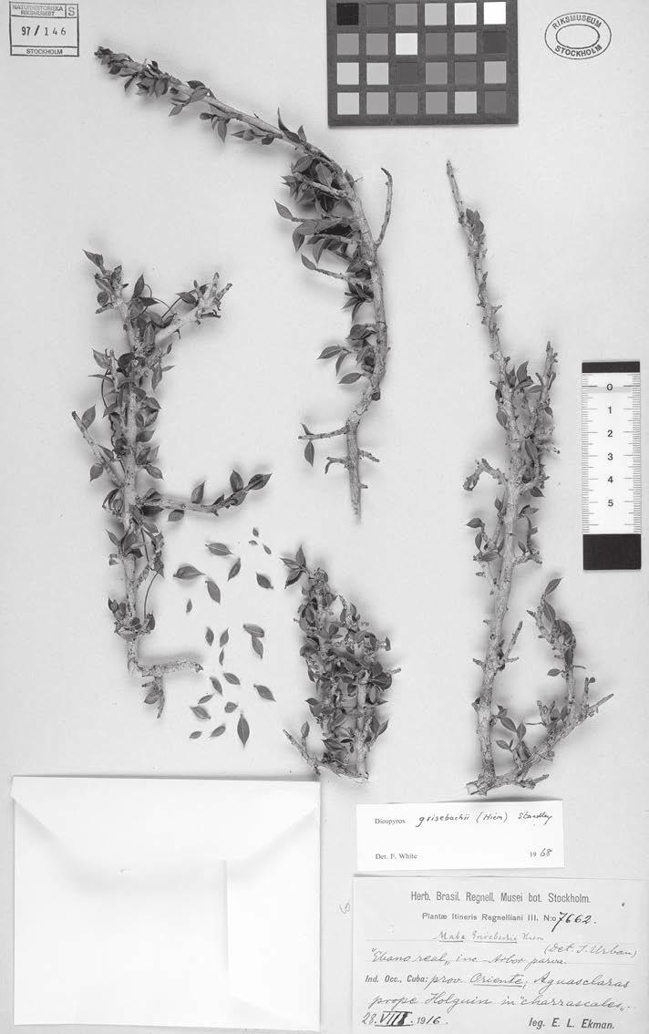 Wallnöfer: A revision of neotropical Diospyros (Ebenaceae): part 6 223 Fig.