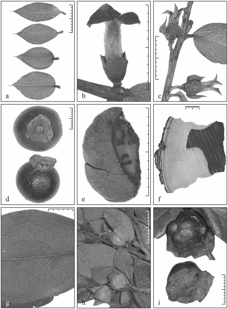 Wallnöfer: A revision of neotropical Diospyros (Ebenaceae): part 6 225 Fig.