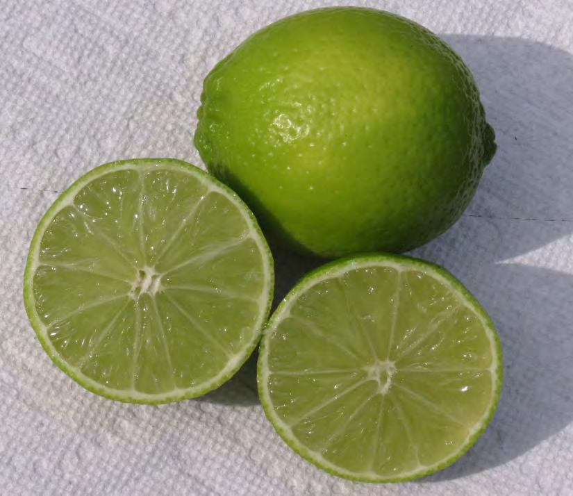 Persian Fruit lime